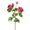 23"ENGLISH CATHEDRAL ROSE