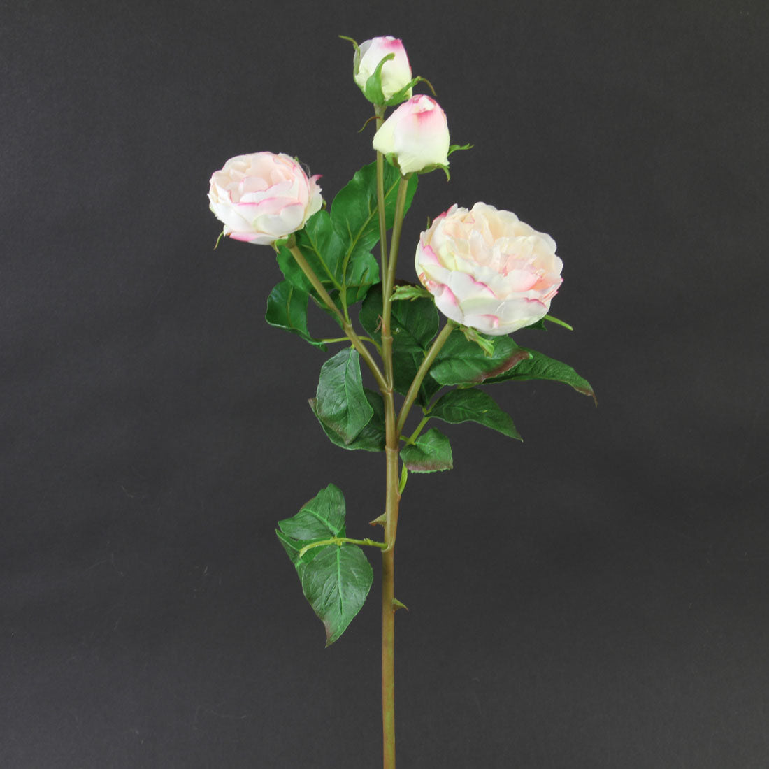 23"ENGLISH CATHERAL ROSE