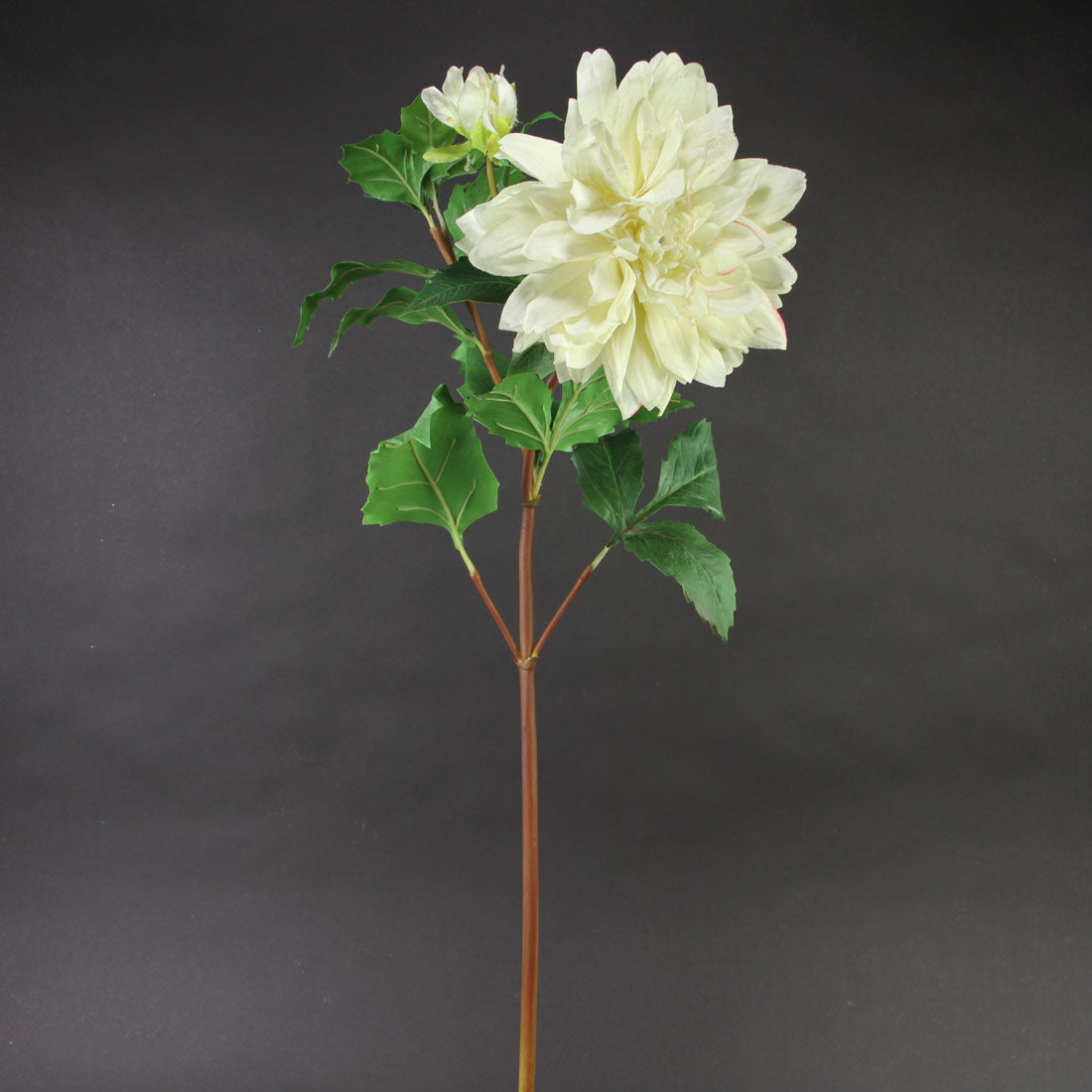 32"OPEN DAHLIA CHAMPAGNE A25