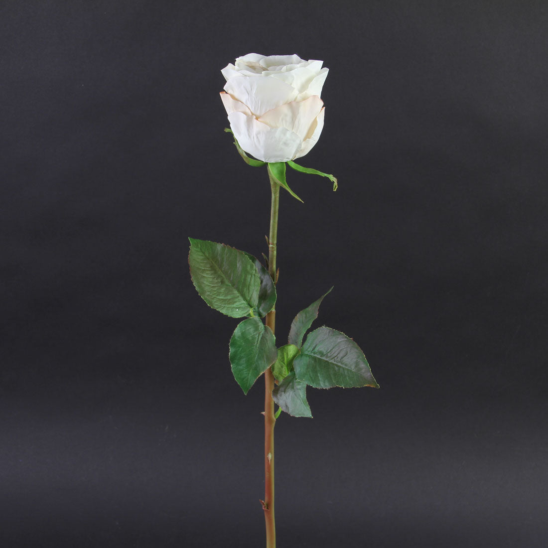 21.5"ROSE DUTCHESS BUD SH/ST