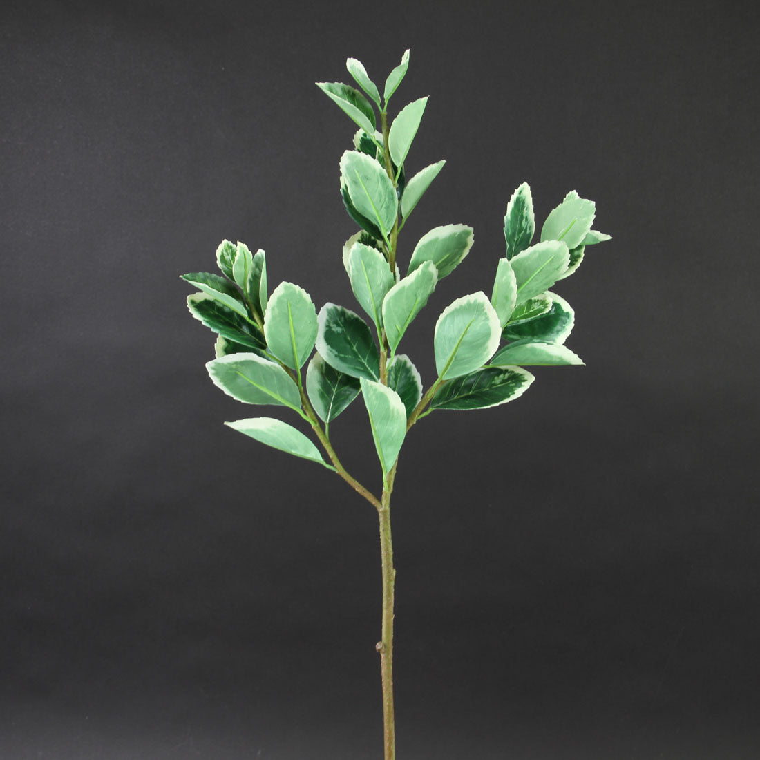25"EUPHORBIA MARGINATA SPRAY