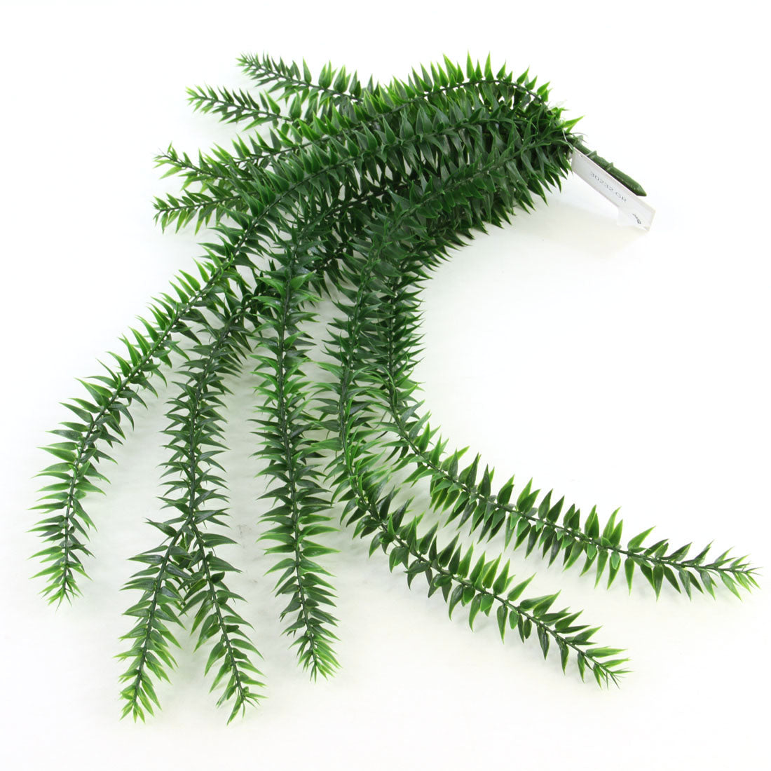 UV LYCOPODIUM SQUARROSUM BUSH