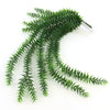 UV LYCOPODIUM SQUARROSUM BUSH