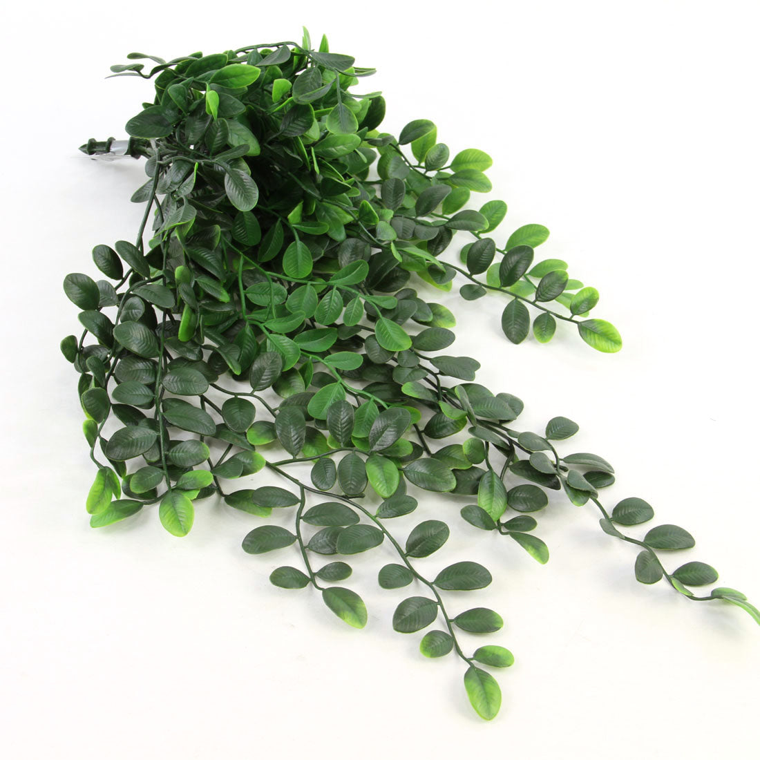 UV DISCHIDIA CASCADE HNG.BUSH