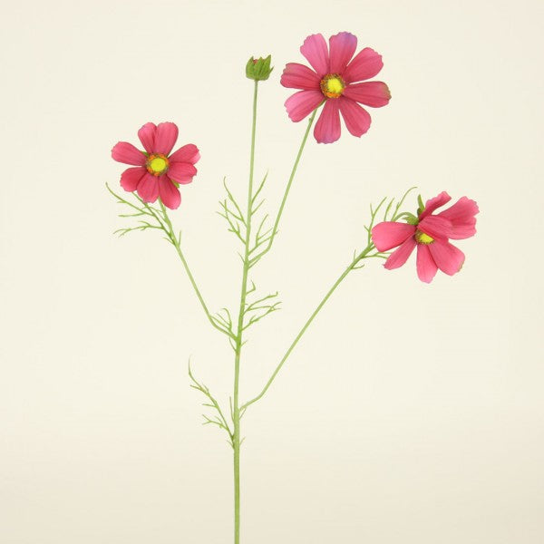 28"COSMOS X3 A4