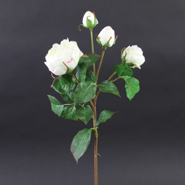 23"ROSE ENGLISH CATHEDRAL WHT