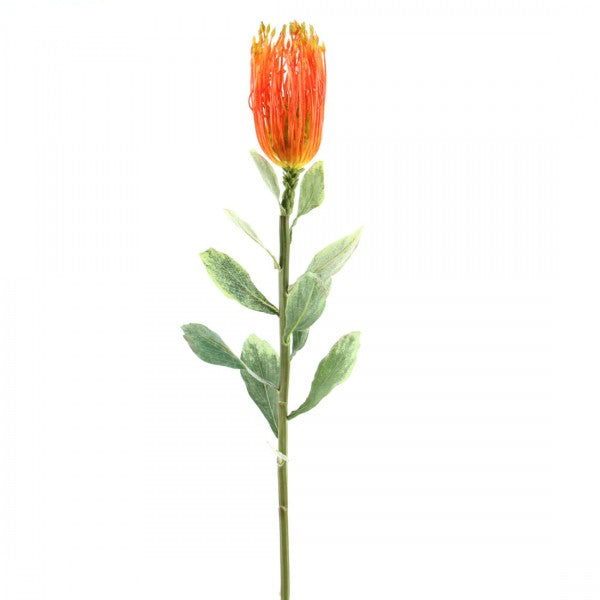 35"PINCUSHION PROTEA A25