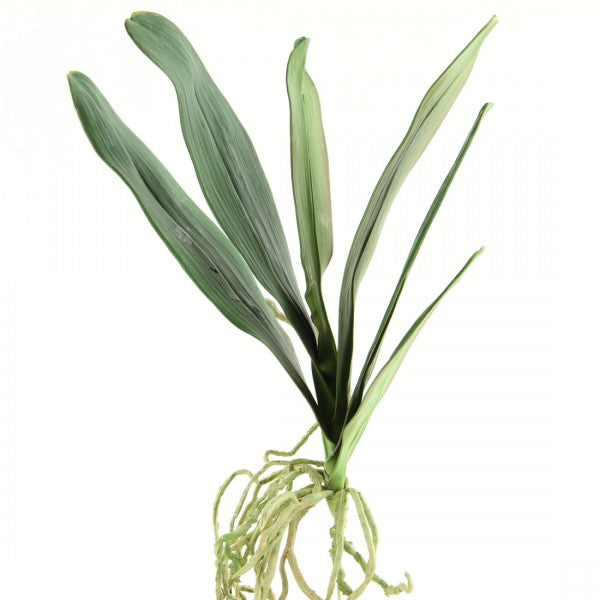 23"PHAL LEAF W/ROOTS GREEN