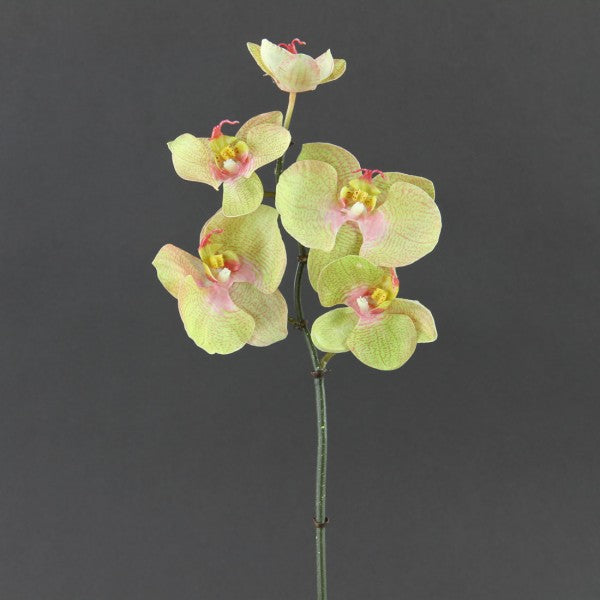 20"MINI PHAL.ORCHID A4
