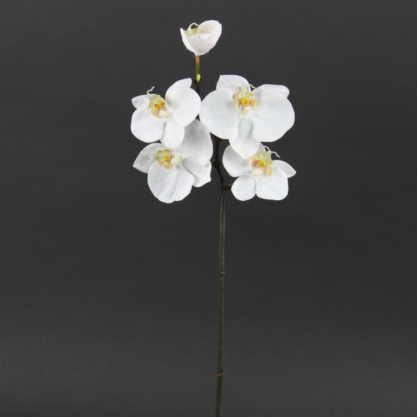 20 INCH MINI ORCHID PHALAENOPSIS
