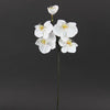 20 INCH MINI ORCHID PHALAENOPSIS