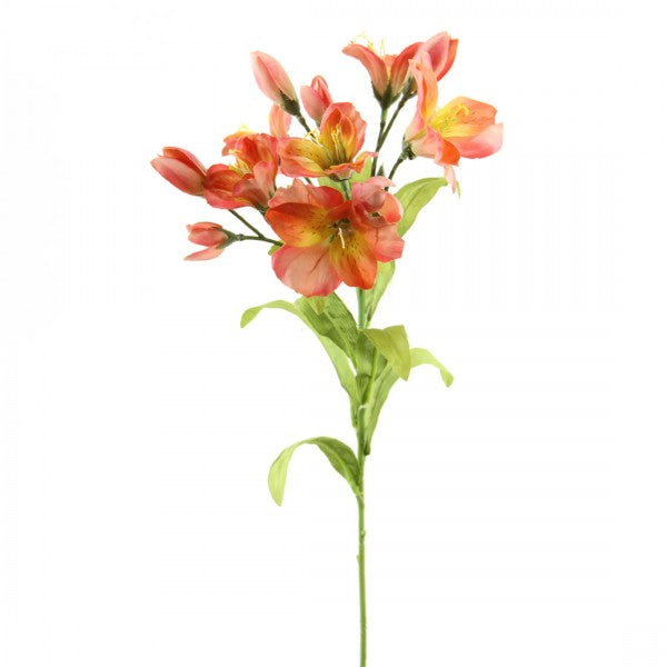 25"ASTROMETRY SPRAY CORAL