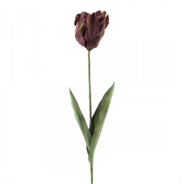 25''PARROT TULIP A25 B11