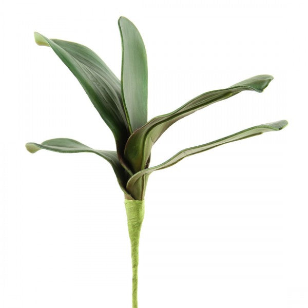 9" PHALAENOPSIS LEAF