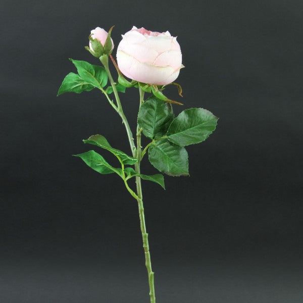 20 INCH ROSE ENGLISH SHORT STEM