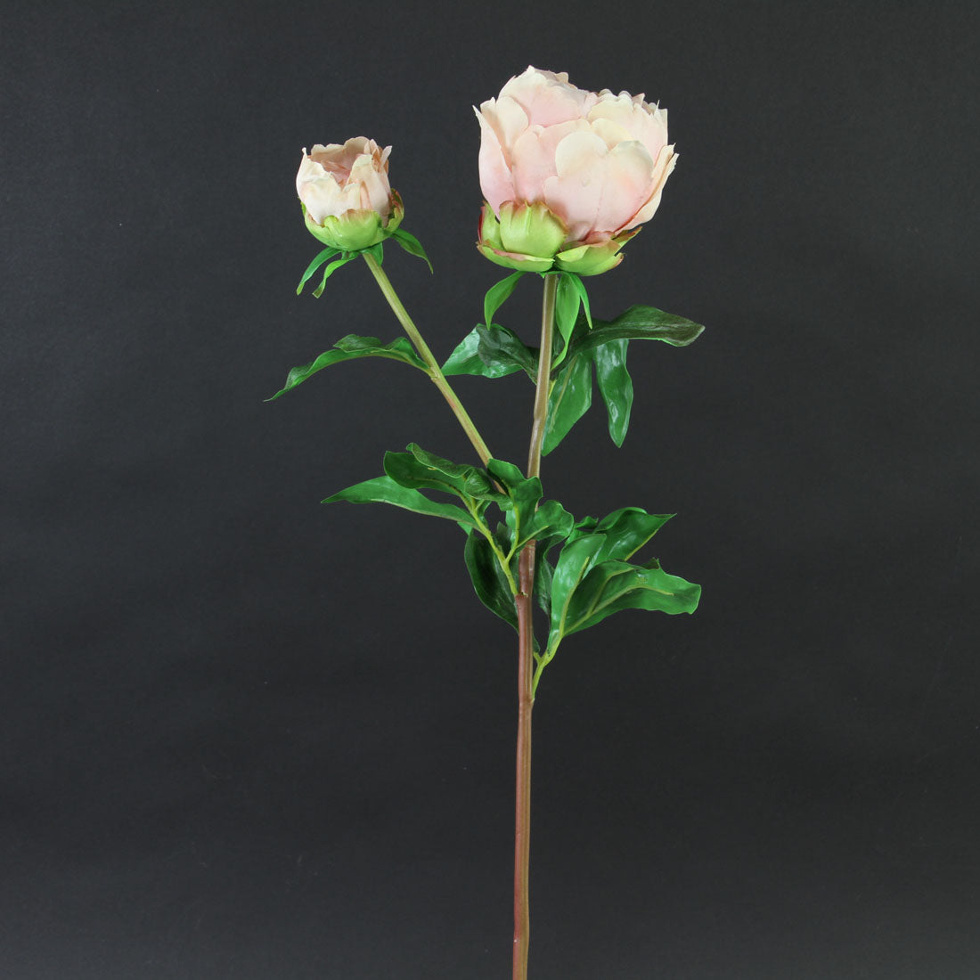 27" PEONY LT.MAUVE