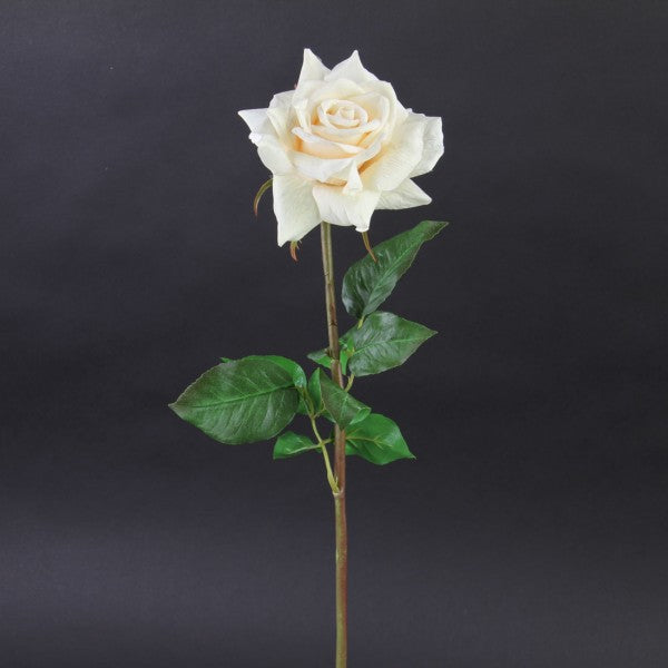 20"OPEN DUTCHES ROSE STEM