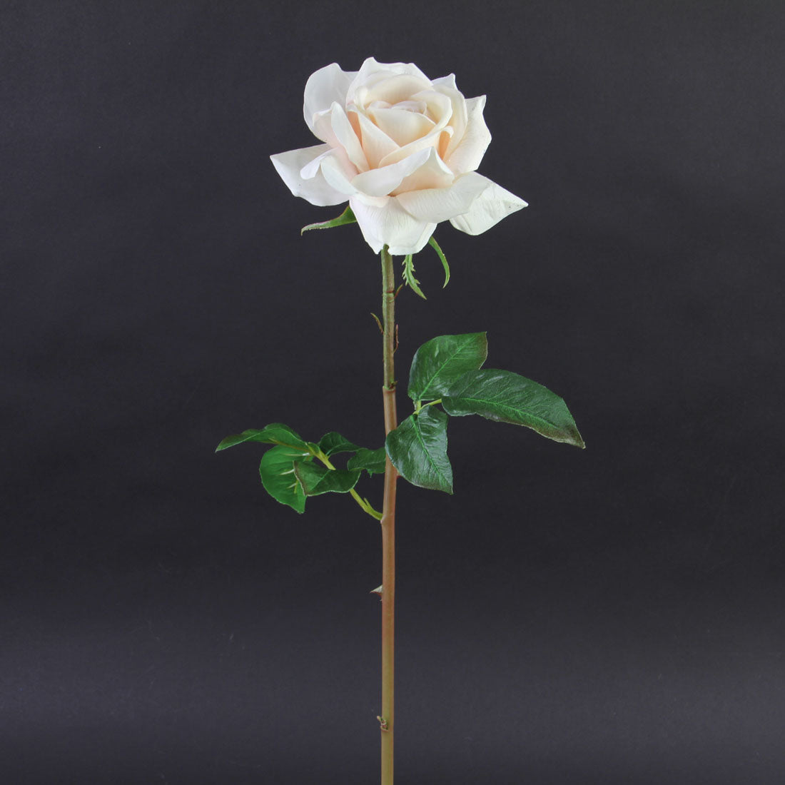 20"OPEN DUTCHESS ROSE STEM