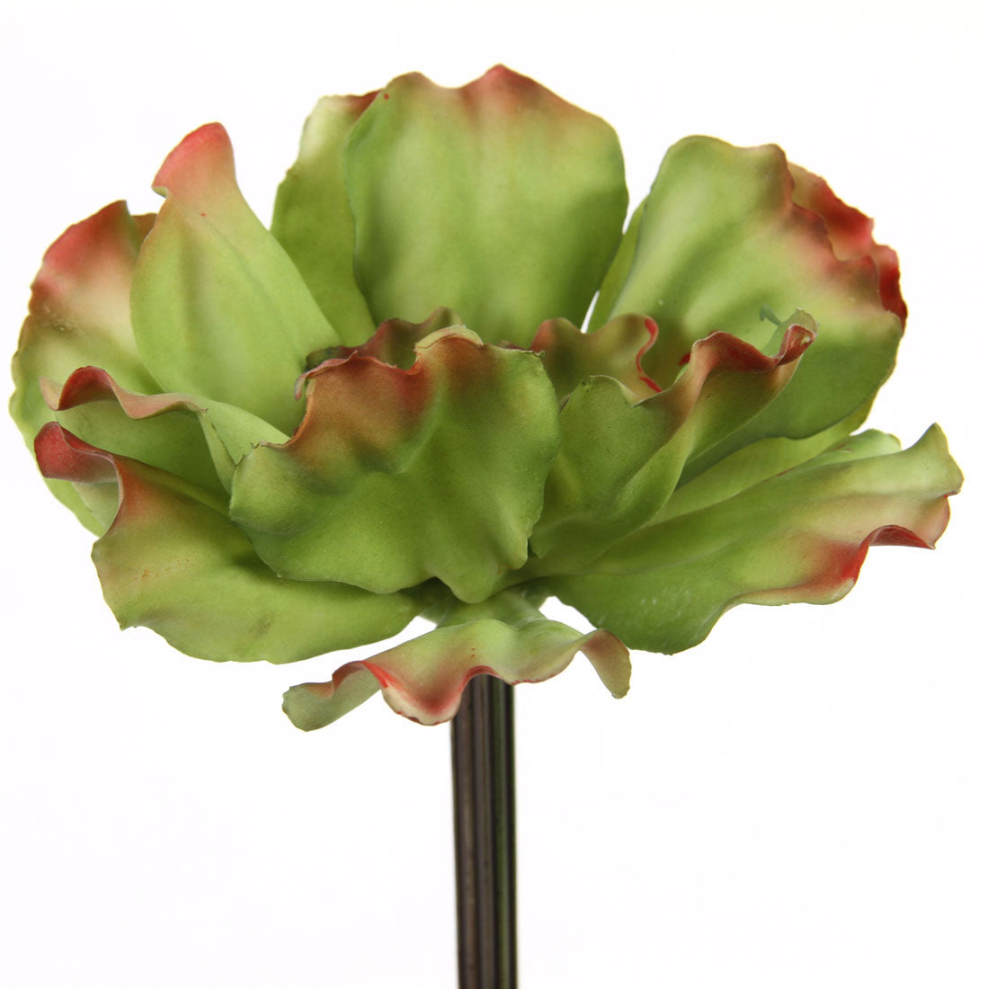 6"SUCCULENT RUFFLE PICK