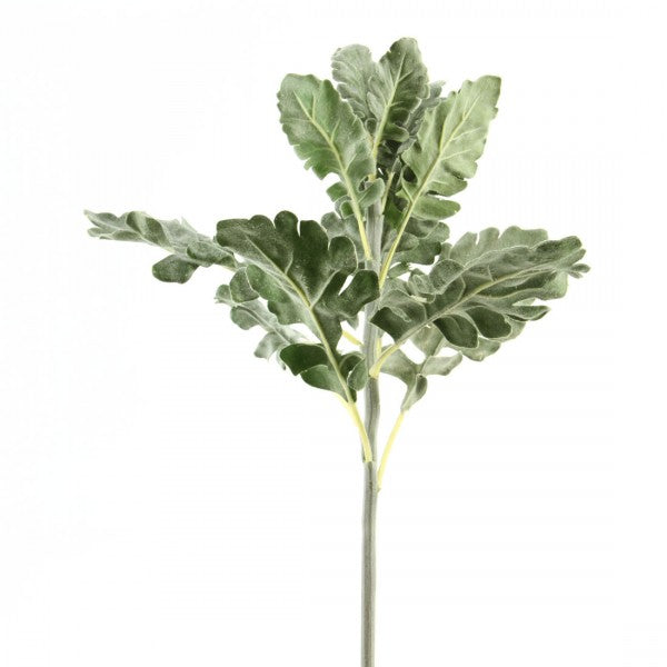 21"DUSTY MILLER PICK GRN