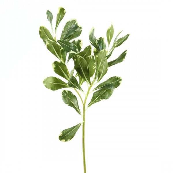 21.5"PITTOSPORUM GREEN