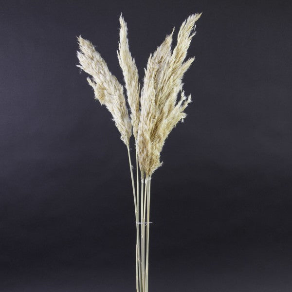 25.5-28"SMTH PAMPAS GRASS X6