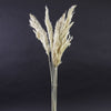25.5-28"SMTH PAMPAS GRASS X6