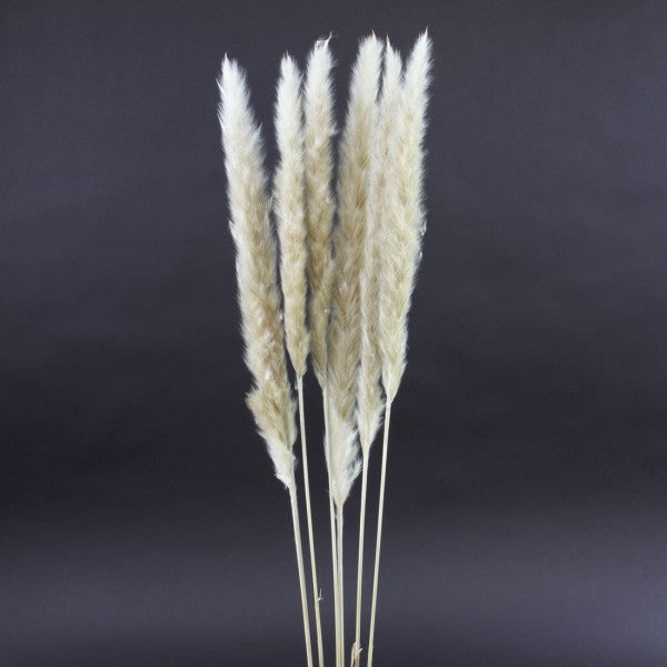 25.5-28"FLUFFY PAMPAS 6/PKG