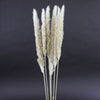 25.5-28"FLUFFY PAMPAS 6/PKG