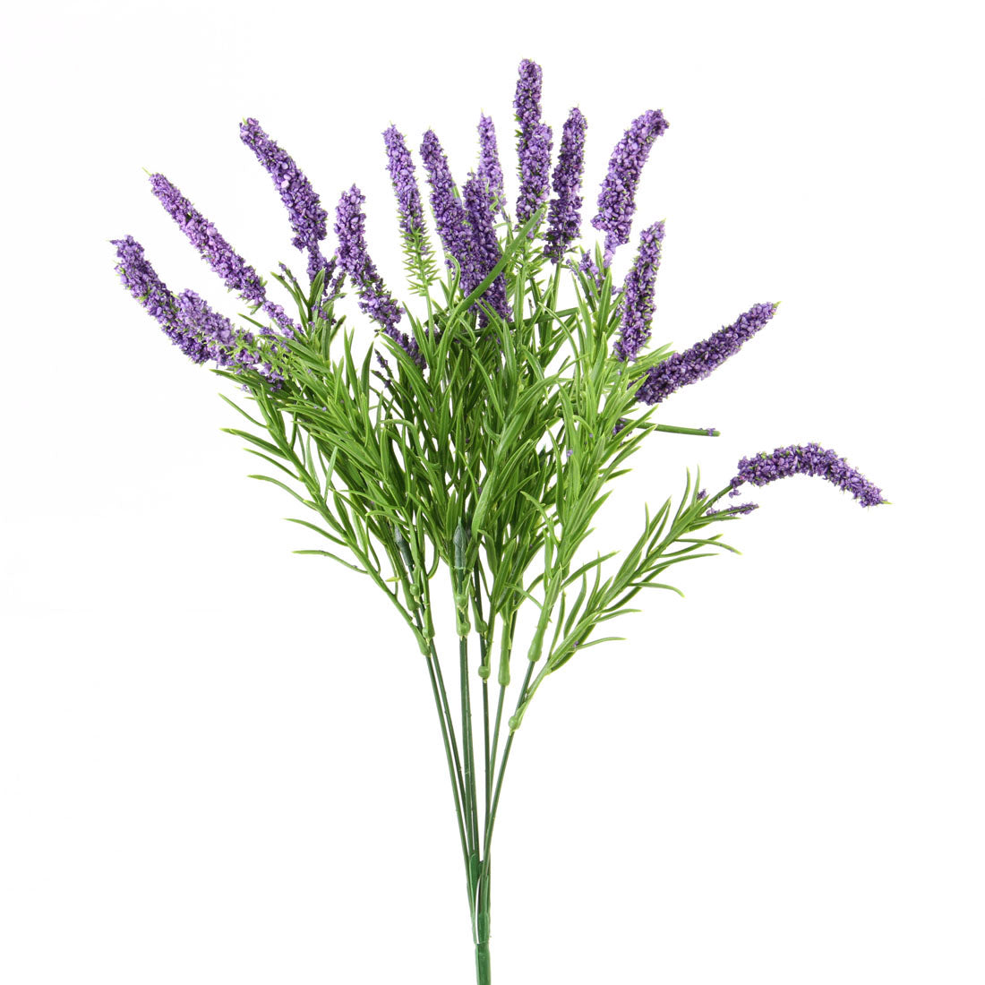 SPIKE SPEEDWELL BUSH