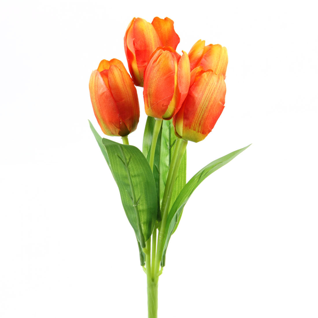 TULIP BUSH X5  ORANGE