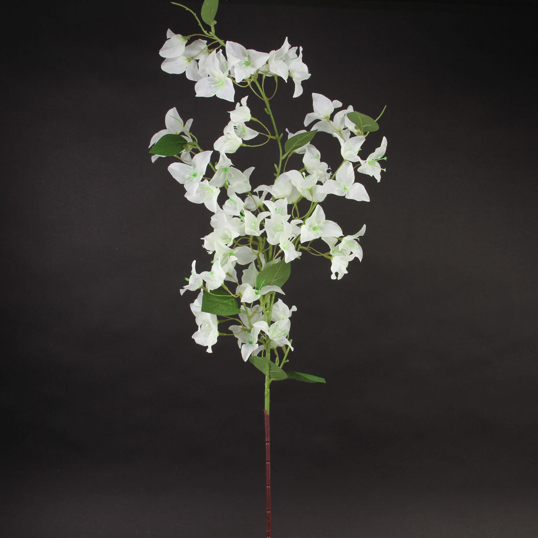 47"BOUGAINVILLEA SPRAY CREAM