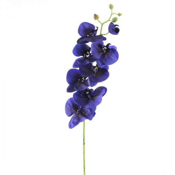 38"PHALEANOPSIS STEM