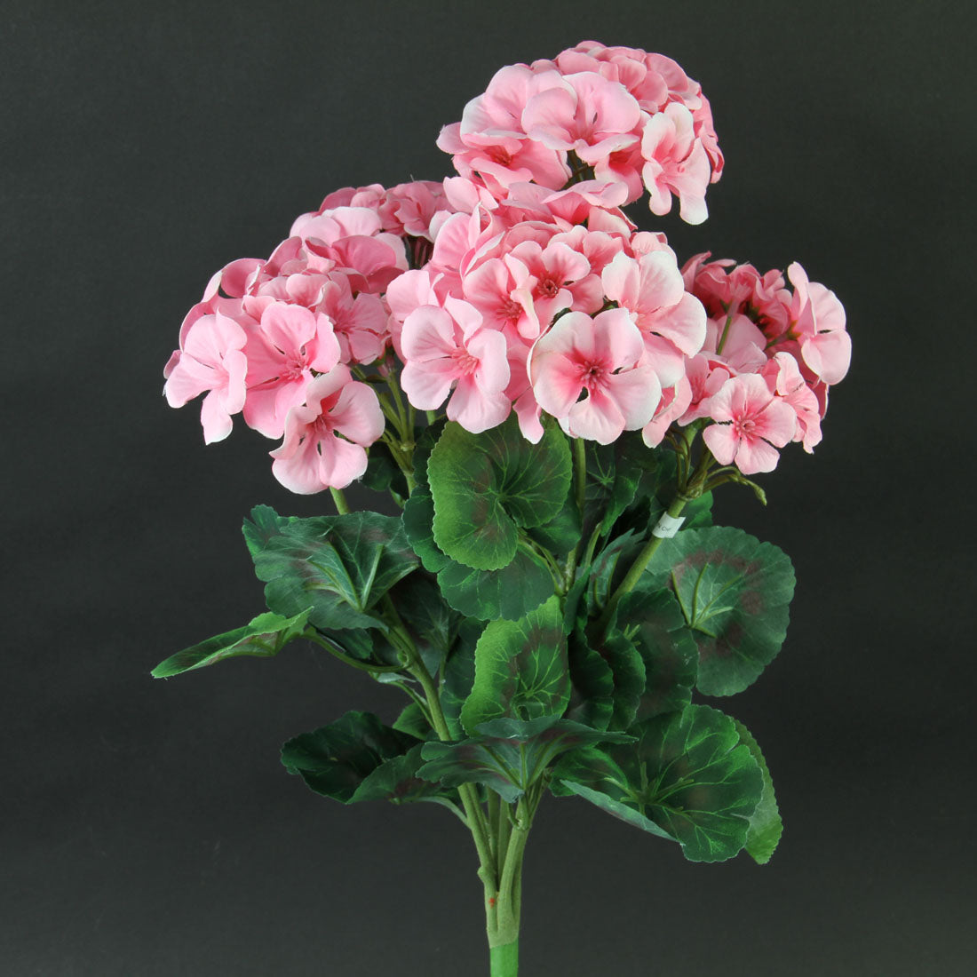 20"GERANIUM BUSH X7 PINK