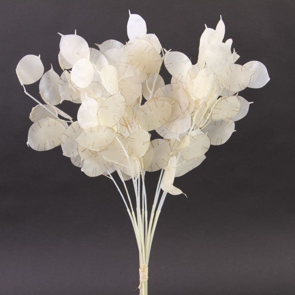 16"LUNARIA IVORY 12/BU