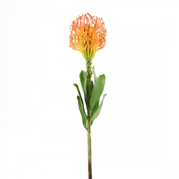 21"PINCUSHION PROTEA ORANGE