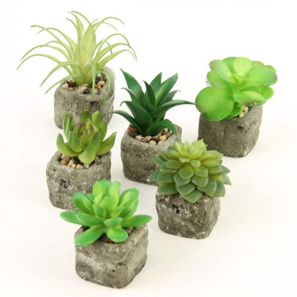 2.5-4"SUCCULENT W/POT