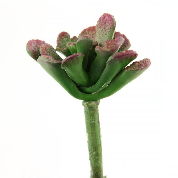 5"CORAL REEF SUCCULENT