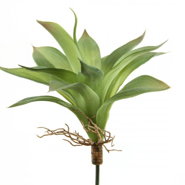 9"PL.AGAVE SUCCULENT
