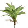 9"PL.AGAVE SUCCULENT