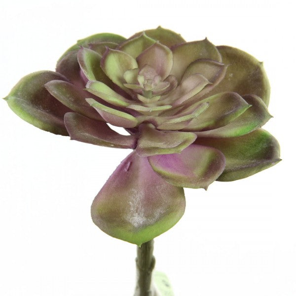 5"HEN & CHICK SUCCULENT