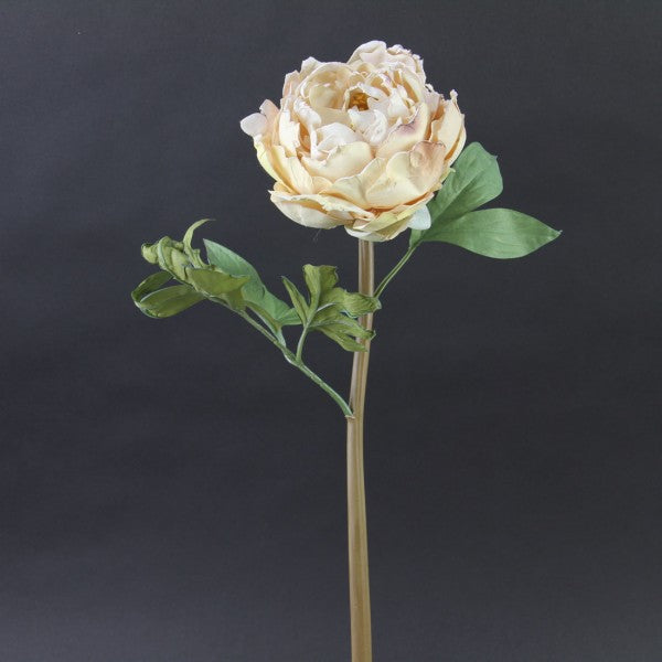 22"JUST DRIED PEONY STEM