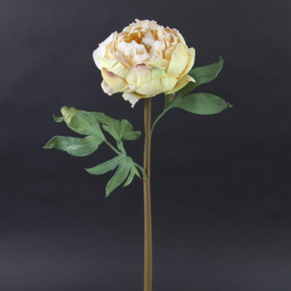 22"JUST DRIED PEONY STEM