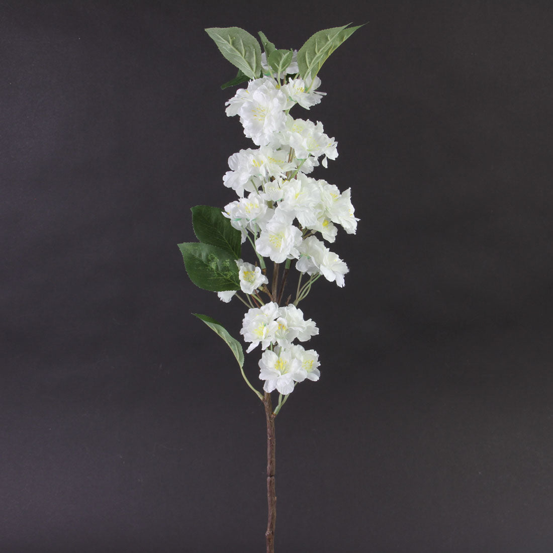 23"SWEET CHERRY WHITE