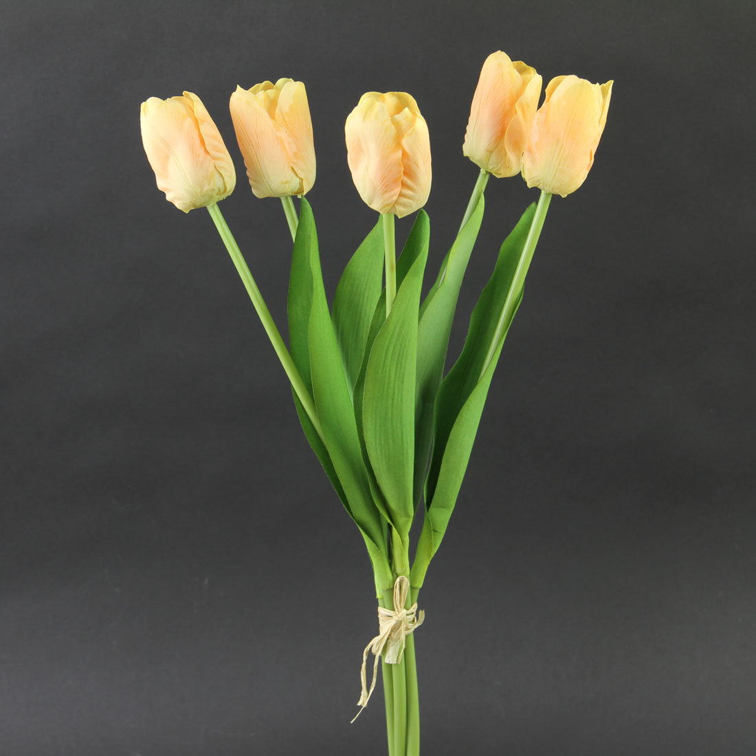 17.5"HOLLAND TULIP X5 A25