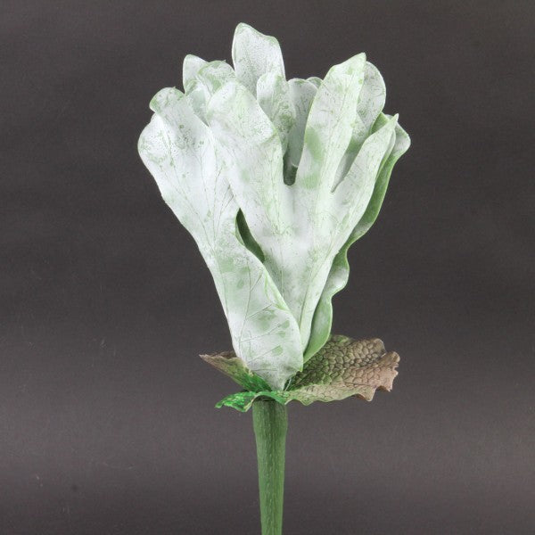 14"COASTAL STAGHORN FERN