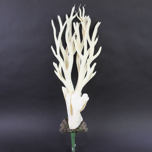28"COASTAL CORAL FERN