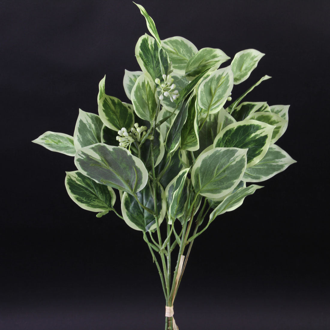 19"SEEDLING BEECH GREENERY X3