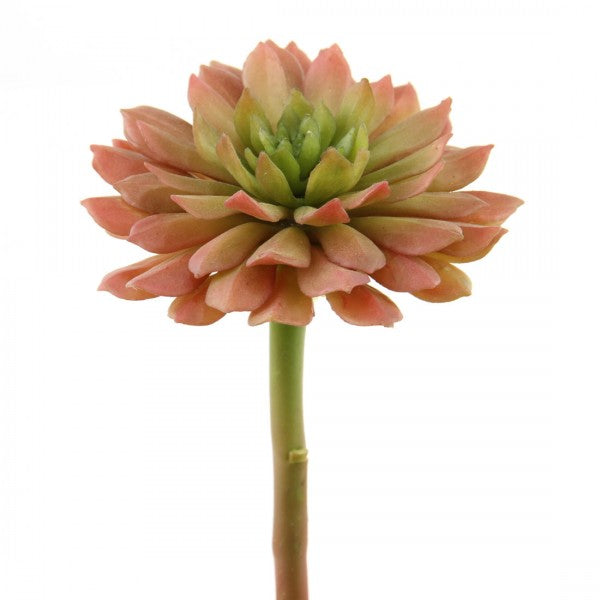 MED.SPIKY ROSE SUCULENT STEM