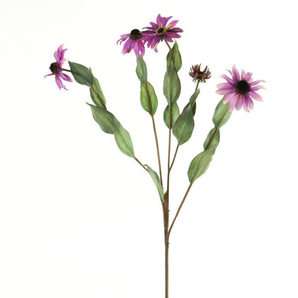 34"BLACK EYED SUSAN A5 B6